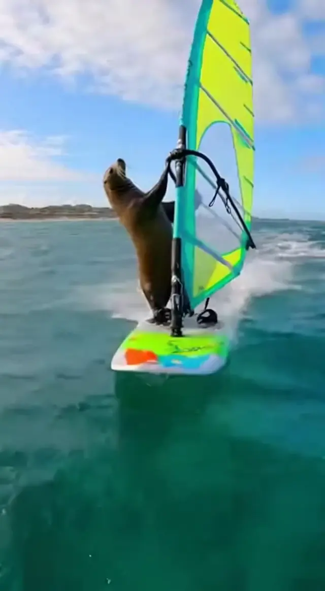 拟人化动物运动 AI 生成器