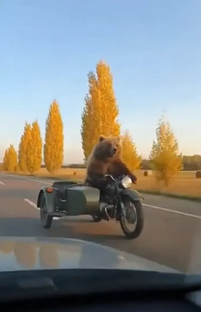 偶遇骑摩托车的动物 AI 生成器